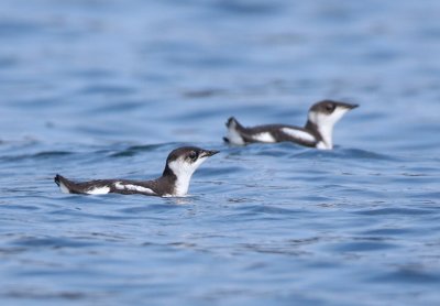 a pair of marble murrelets