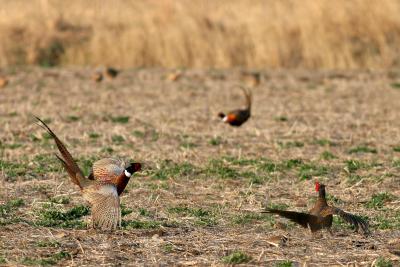 missouri_wildlife
