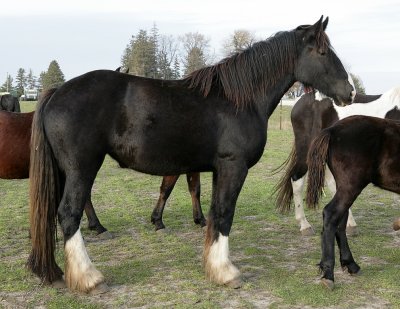 more_horses