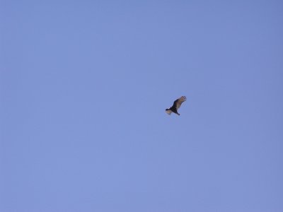 At first we thought this was a hawk circling overhead but appears to be an eagle, judging from the white head.