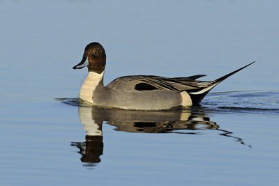 Male Northern Pintail