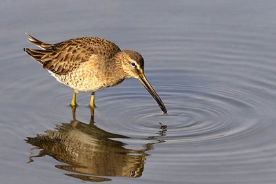 Dowitcher with very small critter.