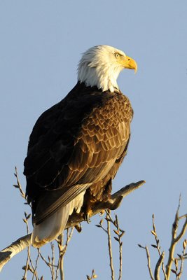 Bald Eagle