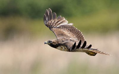 Redtail Hawk in flight