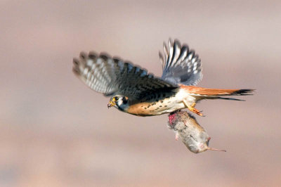 Male American Kestrel in flight with prey