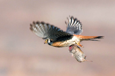 male_american_kestrel_with_prey