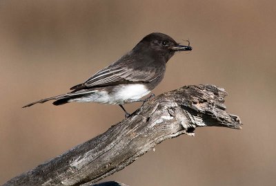 Black Phoebe with insect