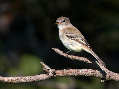 Gray Flycatcher