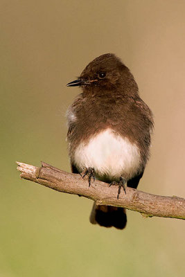 Black Phoebe