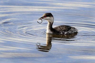 Horned Grebe with pipe fish