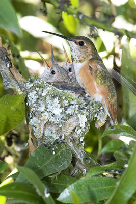 Female Allen's Hummeringbird nest.