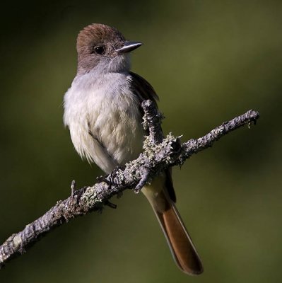 Ash-throated Flycatcher