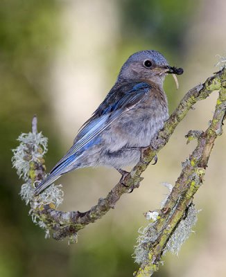 Female Bluebird