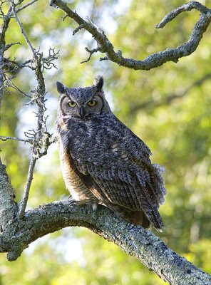 Adult Great horned Owl