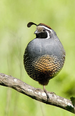 Male Quail