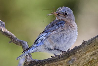 Female Bluebird