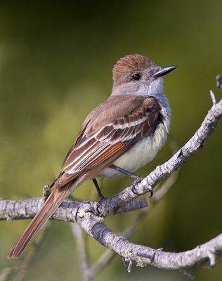 Ash-throated Flycatcher