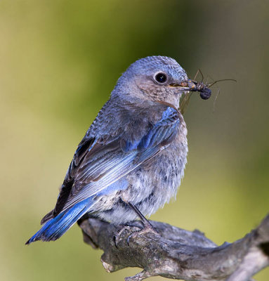 Female Bluebird