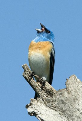 Lazuli Bunting