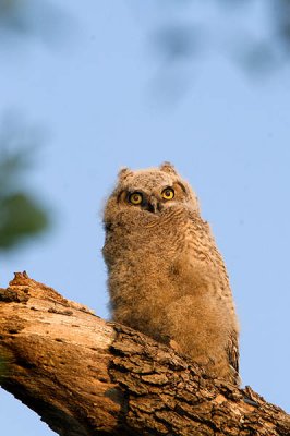 Juvenile Great Horned Owl