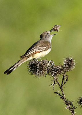 Ash-throated Flycatcher with moth