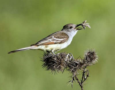 Ash-throated flycatcher with moth