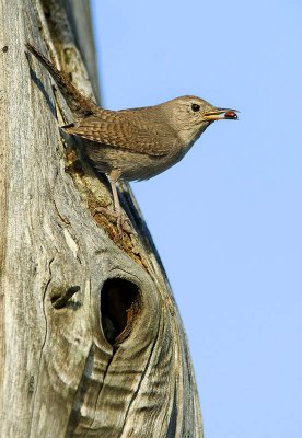 House Wren with ladybug