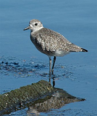 Sandpiper
