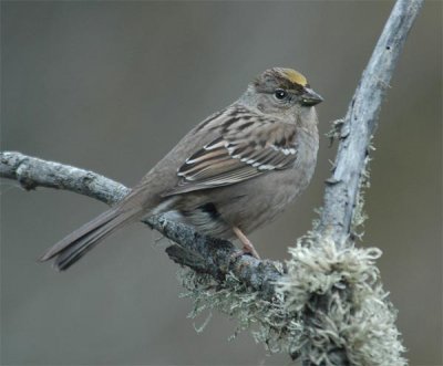 Golden Crowned Sparrow