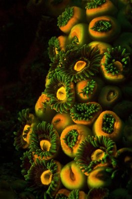 Zoanthid Corals