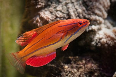 Carpenters Flasher Wrasse.jpg