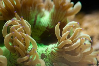Elegance Coral.jpg