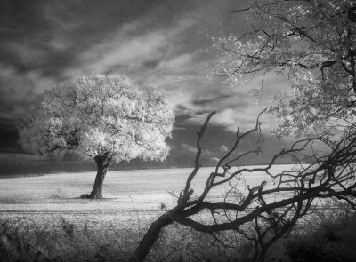 IR Field Oaks 7 of 8.jpg