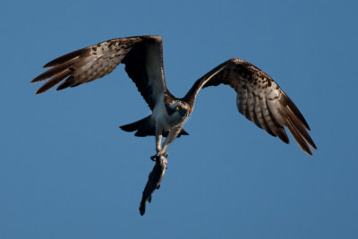 Osprey with Trout