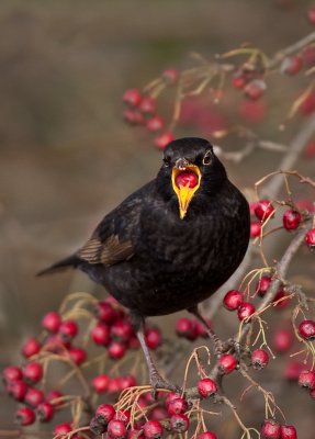 Male Blackbird on Hawthorn