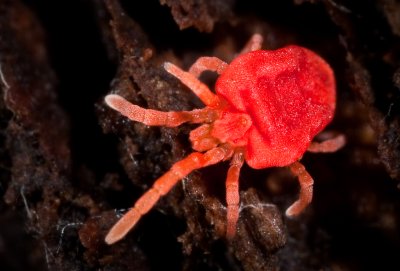 Red Spider Mite