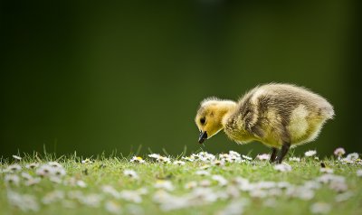 Gosling and daisies