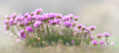 Sea Pinks