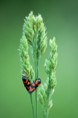 Mating Froghoppers