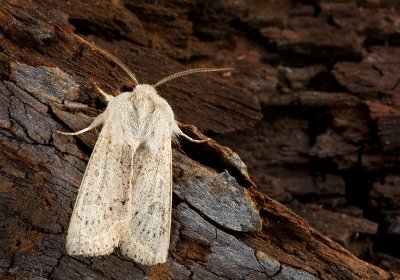 Muslin Moth