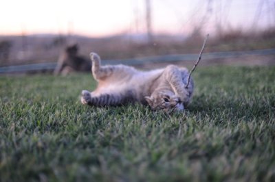DSC_0040.jpg