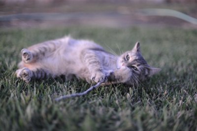 DSC_0050.jpg