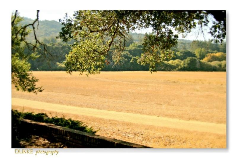 Fall grassland