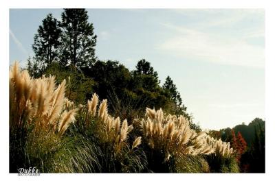 Grasses in the sun
