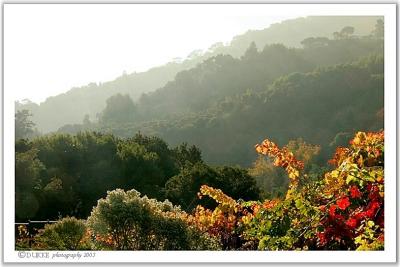 Hillside sonata, in fog minor