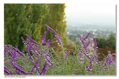 Purple afternoon