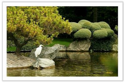 The white heron