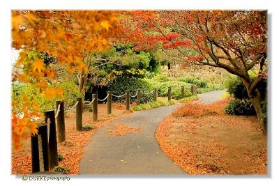 Autumn Path