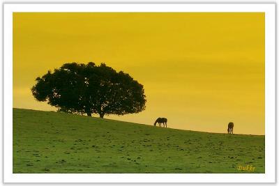 Peaceful Hillside