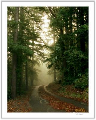 Morning fog in the woods